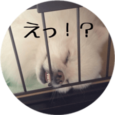 A white pomeranian 2 sticker #15049935