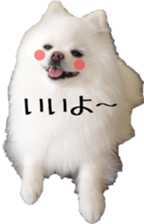 A white pomeranian 2 sticker #15049936
