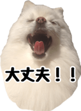 A white pomeranian 2 sticker #15049938
