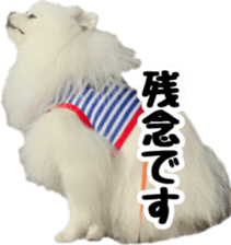 A white pomeranian 2 sticker #15049940