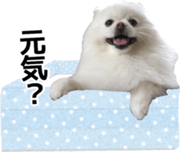 A white pomeranian 2 sticker #15049941