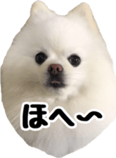 A white pomeranian 2 sticker #15049942