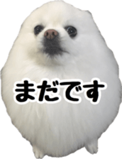 A white pomeranian 2 sticker #15049943
