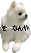 A white pomeranian 2 sticker #15049944