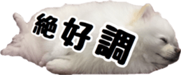 A white pomeranian 2 sticker #15049945