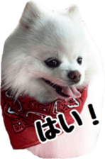 A white pomeranian 2 sticker #15049946