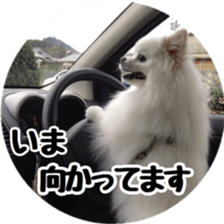 A white pomeranian 2 sticker #15049947