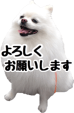 A white pomeranian 2 sticker #15049948