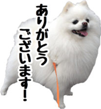 A white pomeranian 2 sticker #15049949