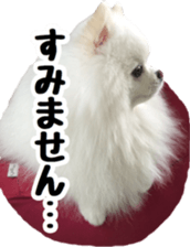 A white pomeranian 2 sticker #15049950
