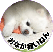 A white pomeranian 2 sticker #15049951