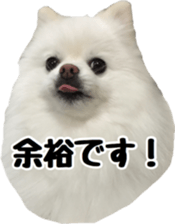 A white pomeranian 2 sticker #15049952
