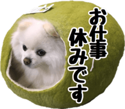 A white pomeranian 2 sticker #15049953