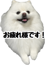 A white pomeranian 2 sticker #15049954