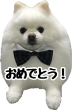 A white pomeranian 2 sticker #15049955