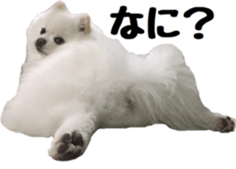 A white pomeranian 2 sticker #15049956