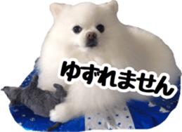 A white pomeranian 2 sticker #15049957