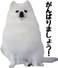A white pomeranian 2 sticker #15049959