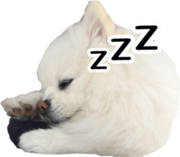 A white pomeranian 2 sticker #15049961