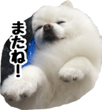A white pomeranian 2 sticker #15049963