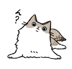 Ragdoll<Cat sticker> sticker #15050508