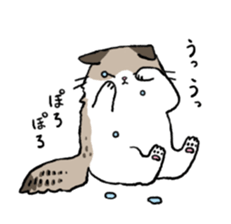 Ragdoll<Cat sticker> sticker #15050515