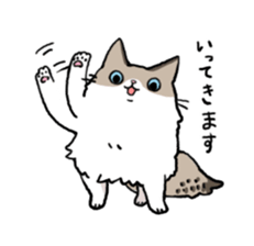 Ragdoll<Cat sticker> sticker #15050523