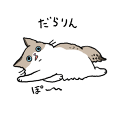 Ragdoll<Cat sticker> sticker #15050534