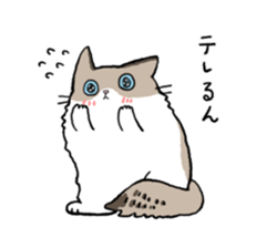 Ragdoll<Cat sticker> sticker #15050536