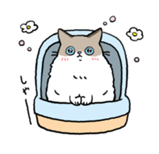 Ragdoll<Cat sticker> sticker #15050547