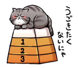 Exotic short hair<Cat sticker> sticker #15051270