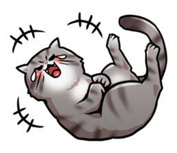Exotic short hair<Cat sticker> sticker #15051272