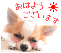 my dog hana honorific sticker #15052637