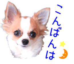 my dog hana honorific sticker #15052639