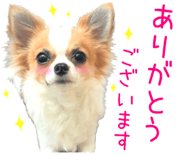 my dog hana honorific sticker #15052643