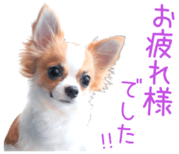 my dog hana honorific sticker #15052644