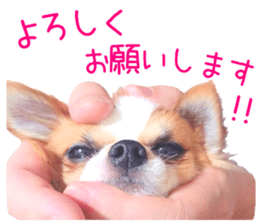 my dog hana honorific sticker #15052646