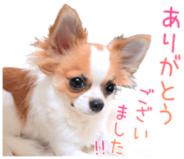 my dog hana honorific sticker #15052647