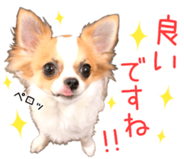 my dog hana honorific sticker #15052648