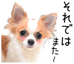 my dog hana honorific sticker #15052650