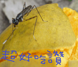 Jia Yuan sticker #15054045