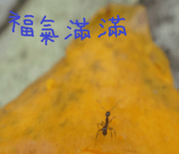 Jia Yuan sticker #15054046