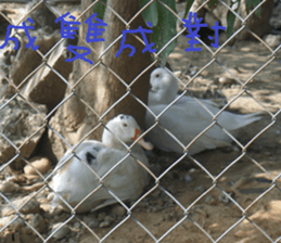 Jia Yuan sticker #15054050