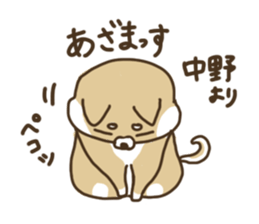 Shiba-dog,NAKANO sticker #15057268
