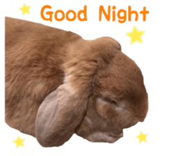 Bunny Hollandlop Daichan English Ver. sticker #15057552