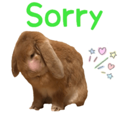Bunny Hollandlop Daichan English Ver. sticker #15057553