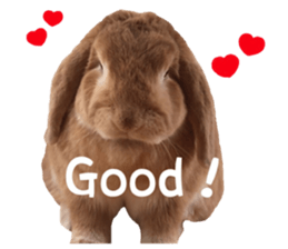 Bunny Hollandlop Daichan English Ver. sticker #15057554