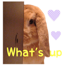 Bunny Hollandlop Daichan English Ver. sticker #15057555
