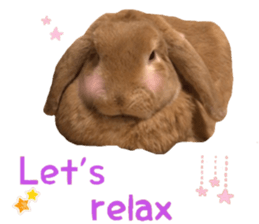 Bunny Hollandlop Daichan English Ver. sticker #15057556