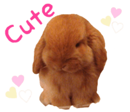 Bunny Hollandlop Daichan English Ver. sticker #15057558